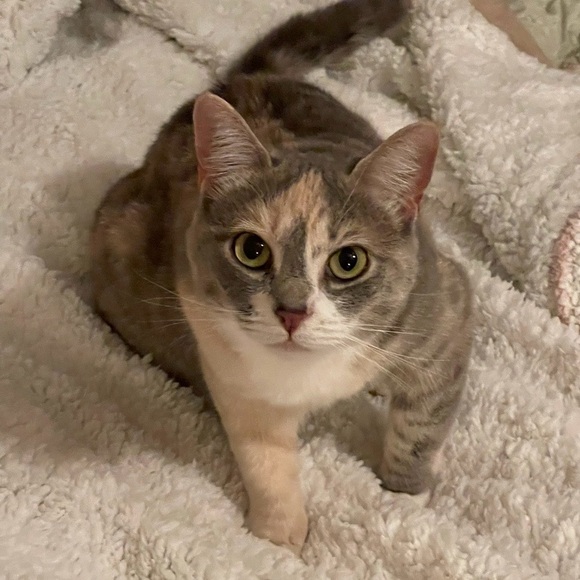 robin_cat_mom